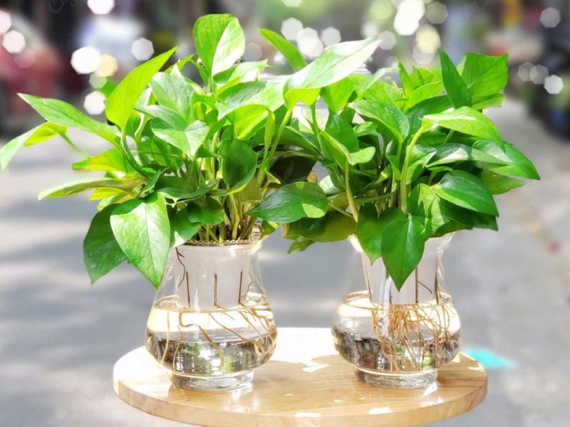 Cây trầu bà
