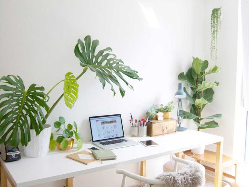 Ứng dụng cây xanh trong không gian làm việc